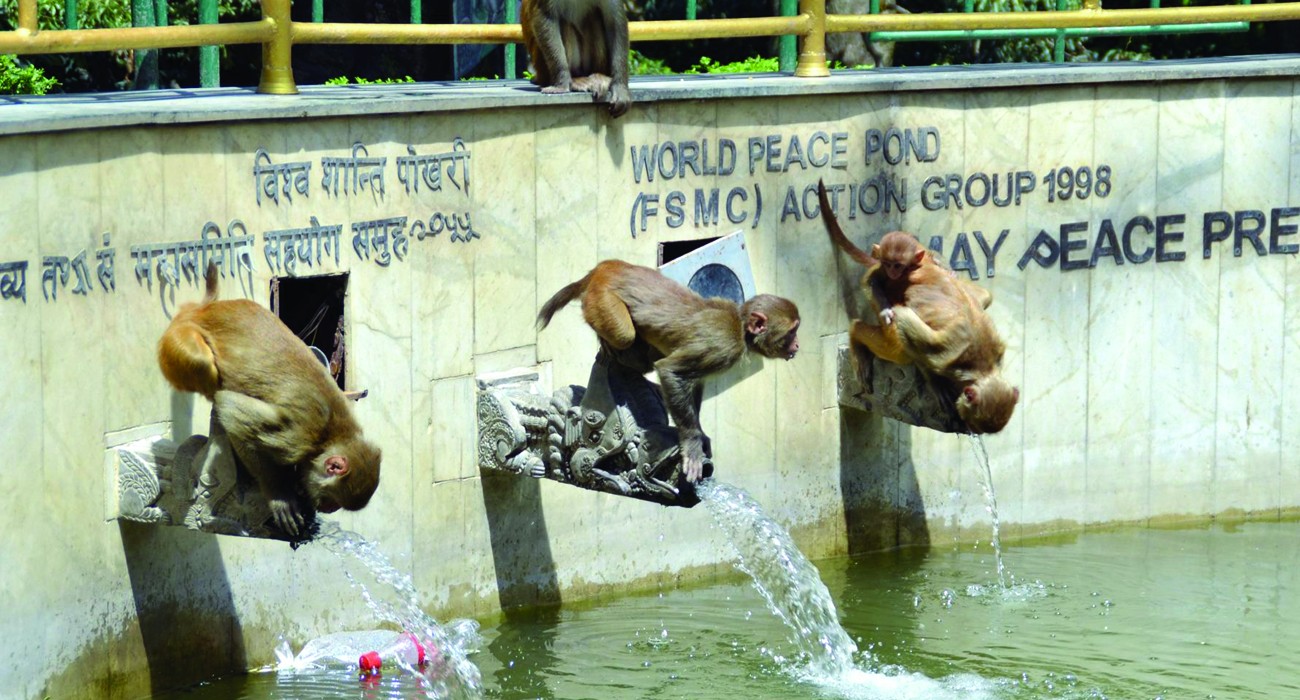 पानी पिउँदै बाँदर